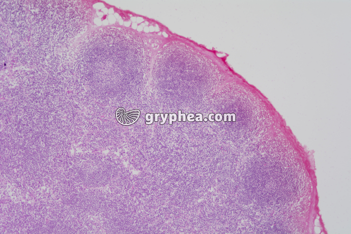 Thymus x20 - gryphea.org